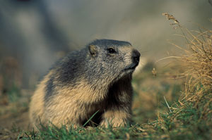 Marmotte