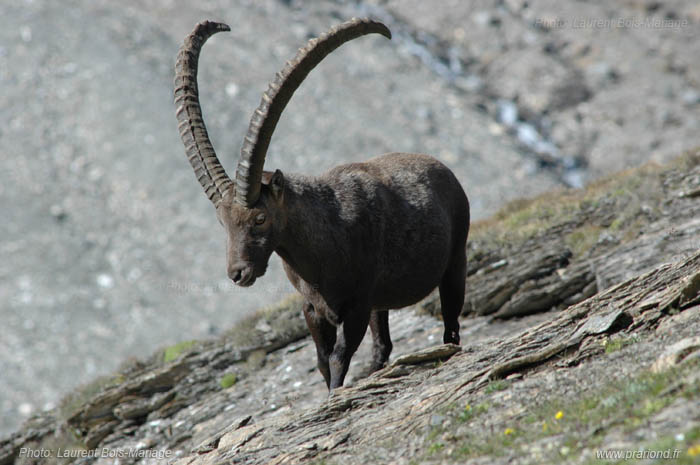 Bouquetin photographié vers le Prariond. Le Parc National de la Vanoise à été créé en grande partie pour permettre la sauvegarde du bouquetin, et son retour dans les alpes francaises. 