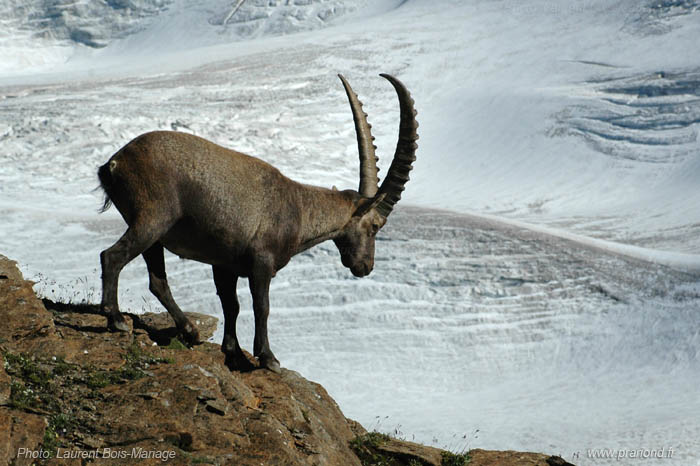 Vieux mâle bouquetin au dessus du glacier des sources de L'Isère. 