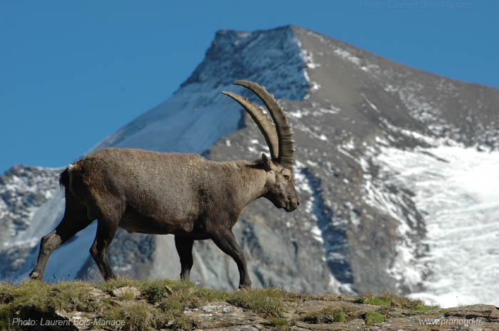 Bouquetin en façe de la grande aiguille rousse.