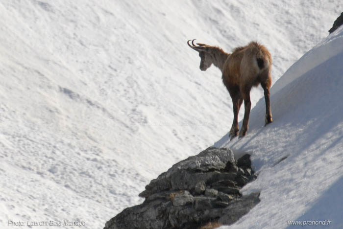 Bouquetin photographié vers le Prariond. Le Parc National de la Vanoise à été créé en grande partie pour permettre la sauvegarde du bouquetin, et son retour dans les alpes francaises. 