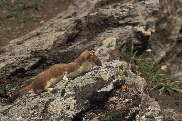 Hermine, petit animal très vif que l'on peut observer autour du refuge du Prariond. 