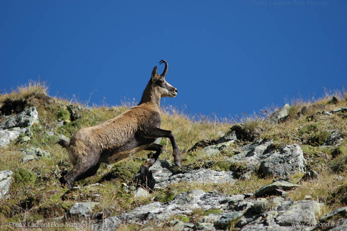 Chamois grimpant dans les Niolets. 