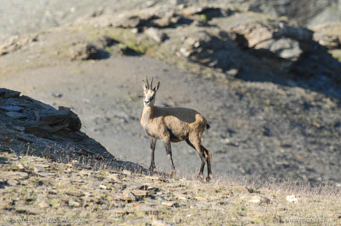 	Chamois, ces animaux très craintifs sont plus souvent observés de loin sur les montagnes entourant le refuge du Prariond. 