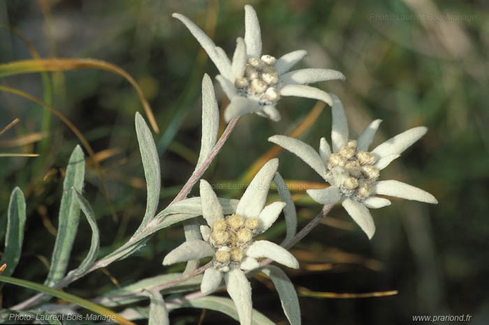 Edelweiss