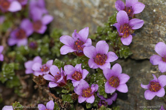 Saxifrage à feuilles opposées 