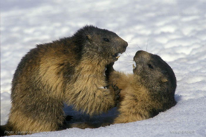 Marmottes jouant dans la neige au printemps