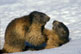 Marmottes