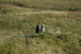 Marmottes