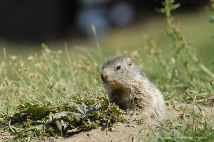 Marmotton sortant de son terrier, juste devant le refuge du Prariond. 