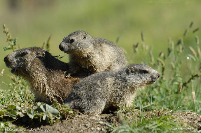 Marmottes jouant dans la neige au printemps