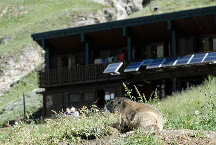 Marmotte devant le refuge de Prariond