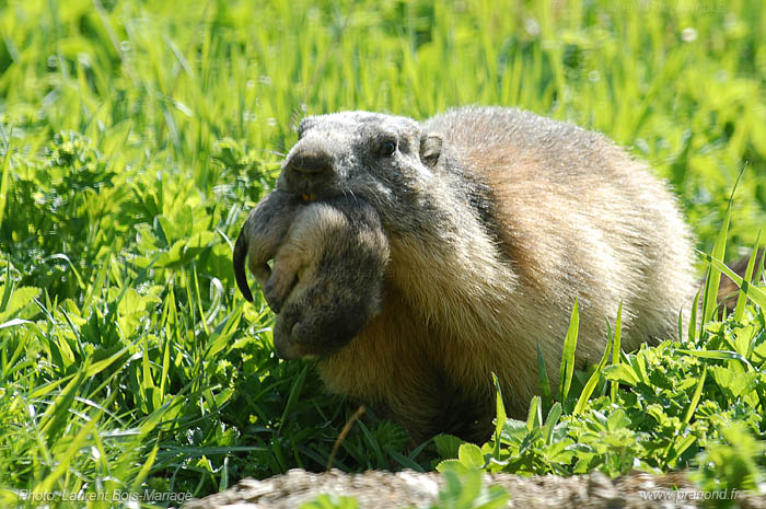 Marmotte transportant ses petits d'un terrier à un autre.
