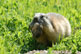 Marmotte avec son petit